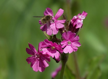 pointed-flower-geaeb5ccfa_640.jpg